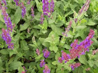 Salvia nemorosa 'Jan Spruyt'