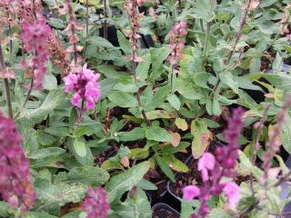 Salvia nemorosa 'Katsjing'