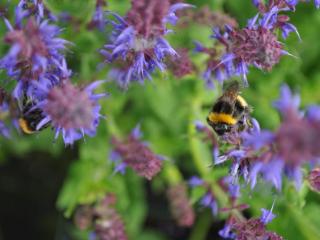 Salvia nemorosa 'Mainacht'