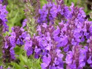 Salvia nemorosa 'Marcus'