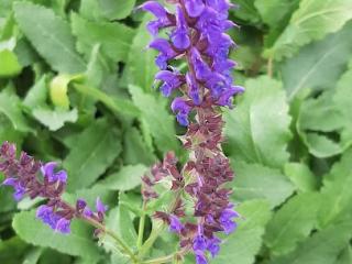 Salvia nemorosa 'Negrito'