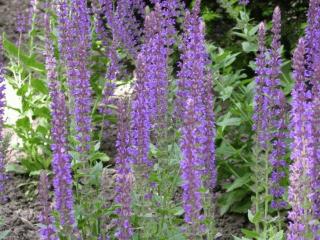 Salvia nemorosa 'Ostfriesland'