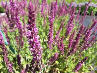 Salvia nemorosa 'Pink Beauty'