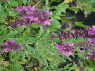 Salvia nemorosa 'Pink Friesland' (PBR)