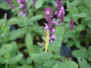 Salvia nemorosa 'Rose Queen'