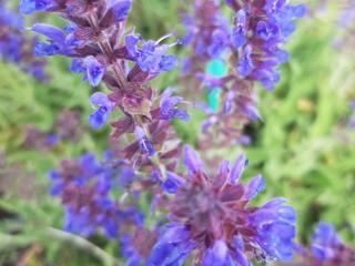 Salvia nemorosa 'Rügen'