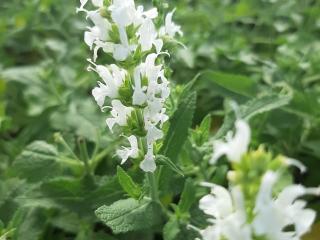 Salvia nemorosa 'Schneehügel'