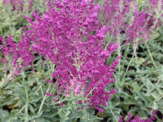 Salvia nemorosa 'Schwellenburg'
