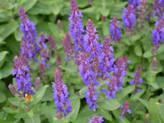 Salvia nemorosa 'Sensation Deep Blue'