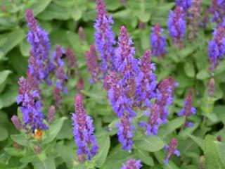 Salvia nemorosa 'Sensation Deep Blue'