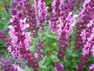 Salvia nemorosa 'Sensation Deep Rose'