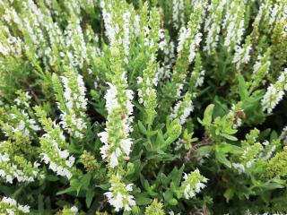 Salvia nemorosa 'Sensation White'