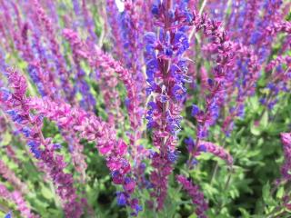 Salvia nemorosa 'Tänzerin'