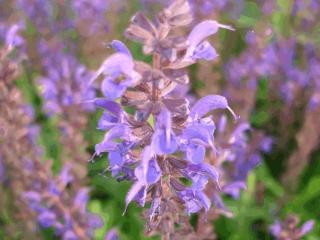 Salvia nemorosa 'Viola Klose'