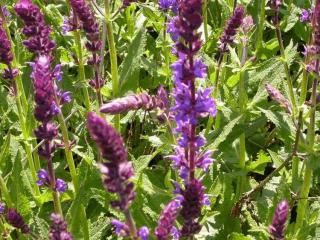 Salvia nemorosa 'Wesuwe'