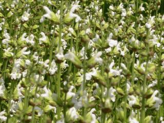 Salvia officinalis 'Albiflora'