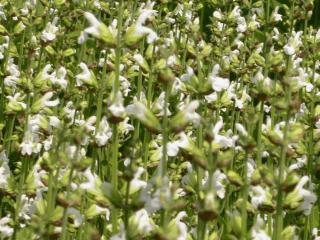 Salvia officinalis 'Albiflora'