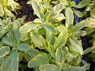 Salvia officinalis 'Aurea'