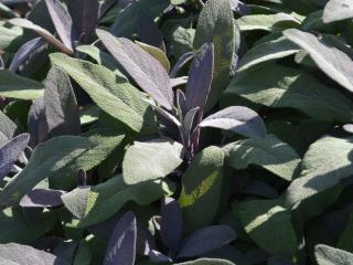 Salvia officinalis 'Purpurascens'