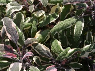 Salvia officinalis 'Tricolor'