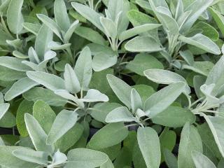 Salvia officinalis 'Würzburg'