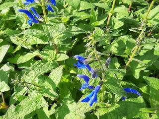 Salvia patens 'Blue Angel'