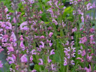 Salvia pratensis 'Pink Delight' ®