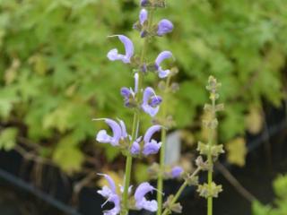 Salvia pratensis 'Sky Dance'