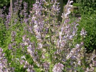 Salvia sclarea