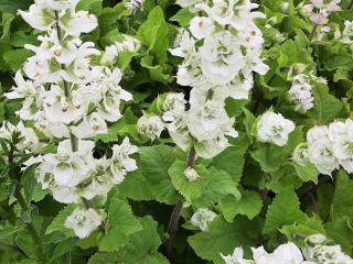 Salvia sclarea 'Vatican White'