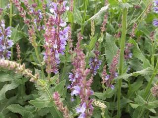 Salvia sylvestris 'Dear Anja'