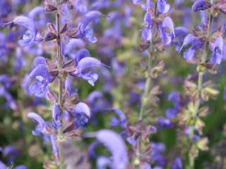 Salvia sylvestris 'Rhapsody in Blue' ®