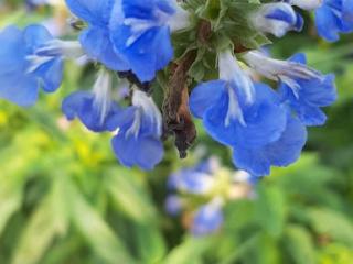 Salvia uliginosa