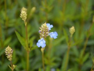 Salvia uliginosa 'Ballon Azul'