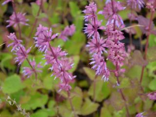 Salvia verticillata 'Endless Love' ®