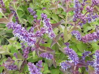 Salvia verticillata 'Hannay's Blue'