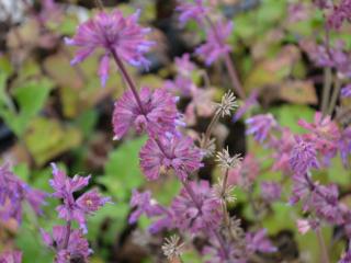 Salvia verticillata 'Purple Rain'