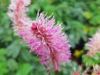 Sanguisorba hakusanensis 'Lilac Squirrel'