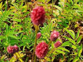 Sanguisorba hybride 'Crimson Queen'