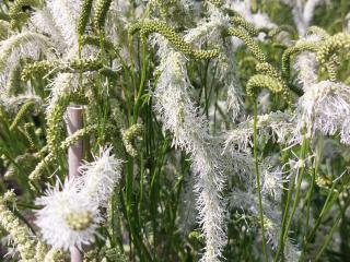 Sanguisorba hybride 'Figaro'