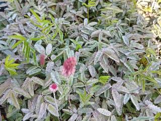 Sanguisorba hybride 'Rock en Roll'