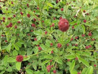 Sanguisorba hybride 'Red Thunder'