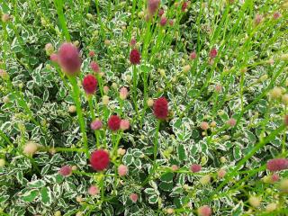 Sanguisorba minor 'Little Angel'