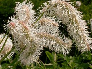 Sanguisorba obtusa 'Alba'