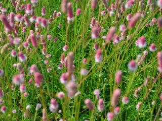 Sanguisorba officinalis 'Pink Tanna'