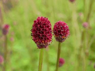 Sanguisorba officinalis 'Tanna'