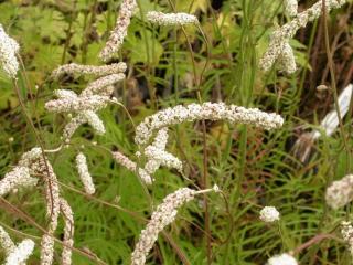 Sanguisorba tenuifolia 'Alba'