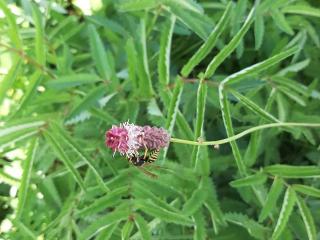 Sanguisorba tenuifolia 'Pink Elephant'