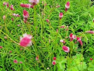 Sanguisorba tenuifolia 'Purpurea'