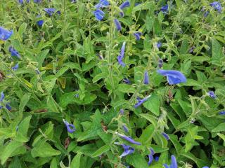 Salvia patens 'Royal Blue'